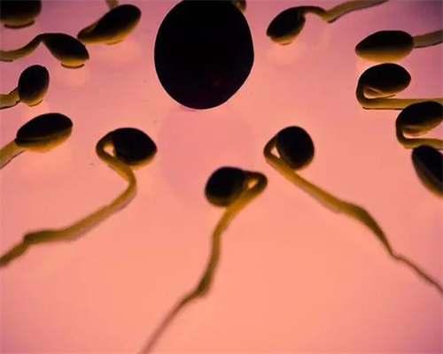 洛阳零风险代孕价格|上虞治疗不孕不育哪家医院好_郑爽“代孕弃养”发酵，锦