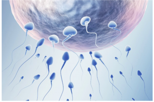 代怀男孩多少钱_代怀公司价格表,卵巢功能差，做试管婴儿应该选择什么方案最