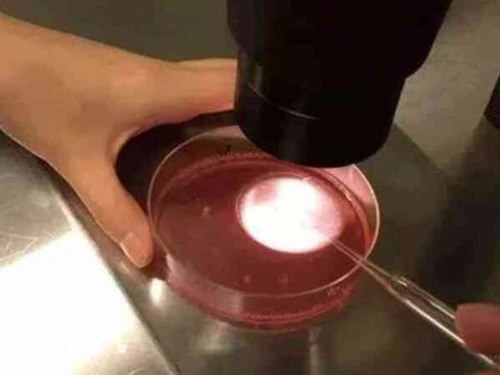 安顺供卵试管助孕代怀生孩子机构