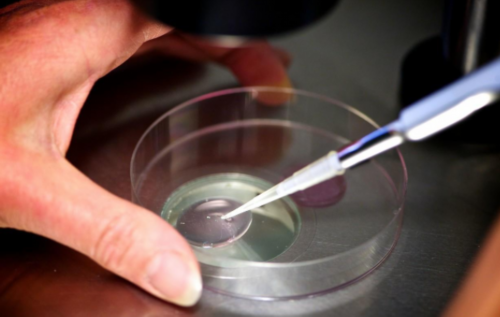 代怀孕咨询电话_代怀孕成功率高吗_2jk71_胎儿确诊有重型地贫一定要终止妊娠吗