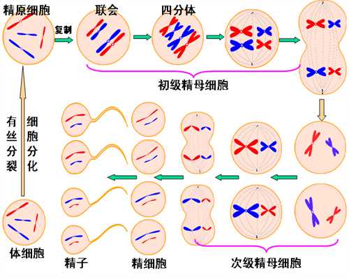 洛阳301医院生殖中心是在哪里？,挑选洛阳试管医院的方法