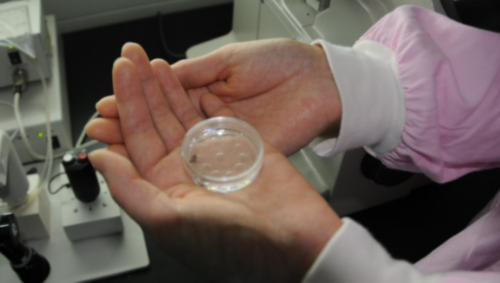 男性精子活力低怎么办？赴美做试管影响受精吗？