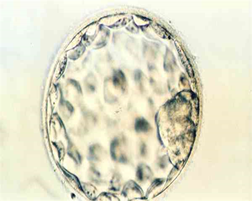 代怀产子价格_代怀的价格_十一国庆7天长假做试管婴儿时间够吗,做试管要多久