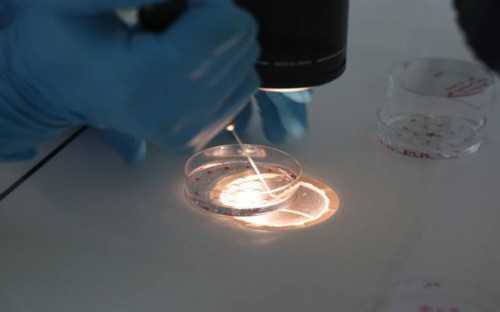 洛阳有没有代孕的正规医院|石河子试管宝宝私人定制：给宝宝更多爱