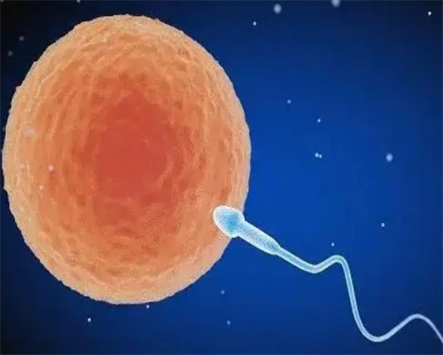 河南借卵助孕服务机构 2026年河南供卵生男孩费用 ‘彩超看着性别是女’