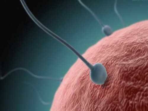 专业代怀收费_哪里代怀_男方禁欲几天能提高精子质量更容易生儿子？_28W22