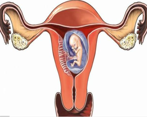 找女人代怀_中国代怀联系电话_vr84e_排卵期前同房精子等卵子一定会生女孩吗？