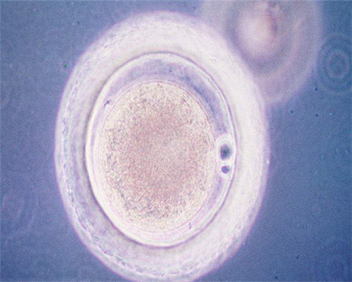 河南试管代孕中心哪家好？