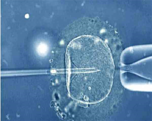 洛阳正规供卵机构名单汇总，这几家做三代试管不用等