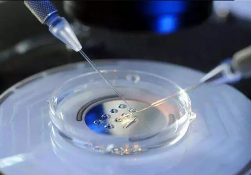 洛阳大学洛阳医院做试管婴儿胚胎移植费用大概是多少？